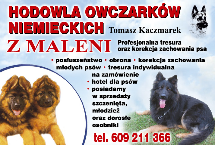 HODOWLA OWCZARKÓW NIEMIECKICH Tomasz Kaczmarek Malenia Posiadamy w Sprzedaży Szczenięta, Młodzież